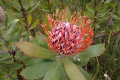 Ember pincushion (Leucospermum glabrum)