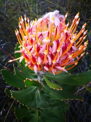 Ember pincushion (Leucospermum glabrum)