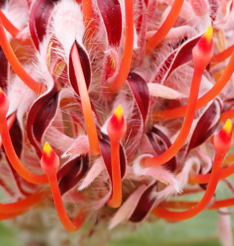 Ember pincushion (Leucospermum glabrum)