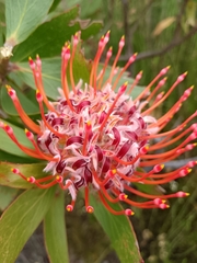 Ember pincushion (Leucospermum glabrum)