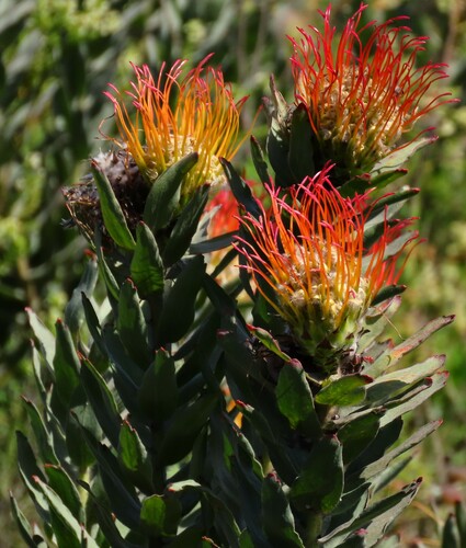 Grey-leaf fountain pincushion (Leucospermum grandiflorum)