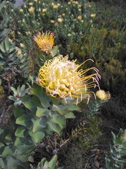 Grey-leaf fountain pincushion (Leucospermum grandiflorum)