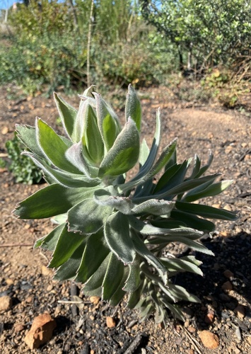 Grey-leaf fountain pincushion (Leucospermum grandiflorum)