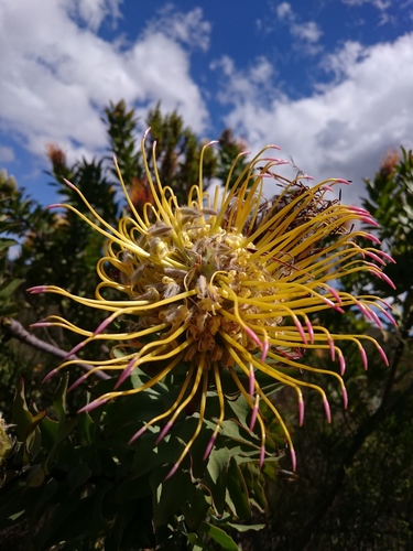 Grey-leaf fountain pincushion (Leucospermum grandiflorum)