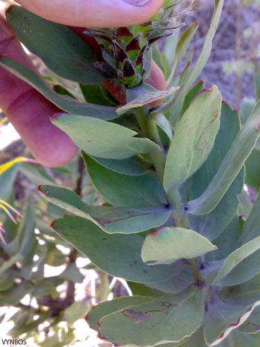 Grey-leaf fountain pincushion (Leucospermum grandiflorum)
