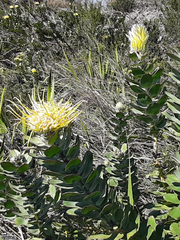 Grey-leaf fountain pincushion (Leucospermum grandiflorum)