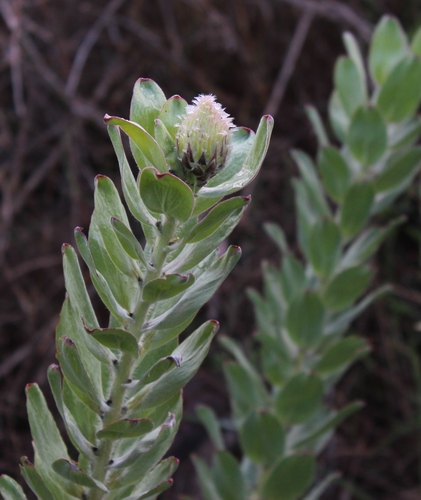Grey-leaf fountain pincushion (Leucospermum grandiflorum)