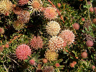 Trident pincushion: Leucospermum heterophyllum