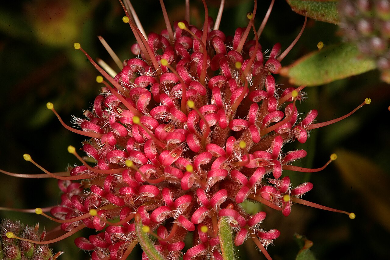 Trident pincushion: Leucospermum heterophyllum , old flowerhead with pinkish flowers; Kirstenbosch National Botanical Garden, Cape Town, Western Cape, South Africa
