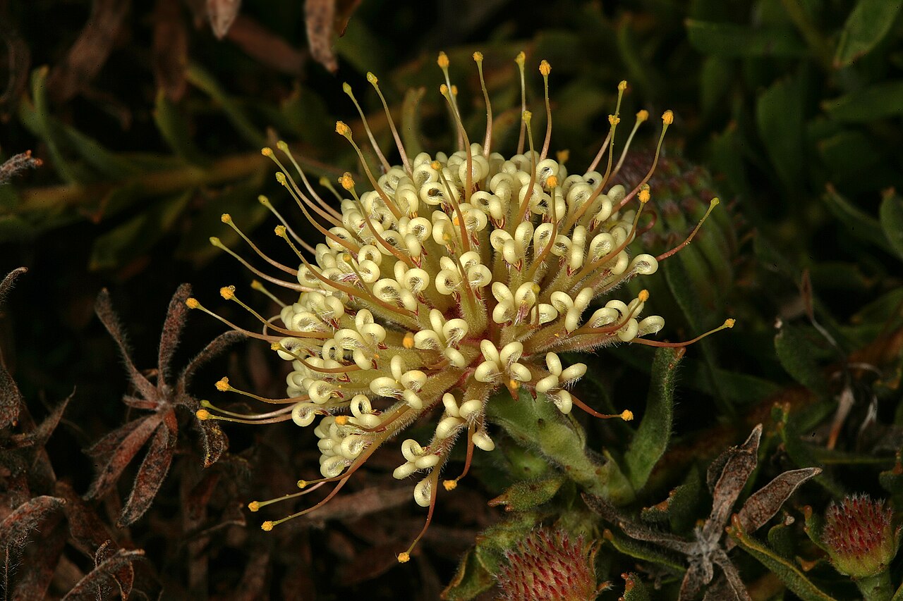 Trident pincushion: Leucospermum heterophyllum , flowerhead with flowers just opened; Kirstenbosch National Botanical Garden, Cape Town, Western Cape, South Africa