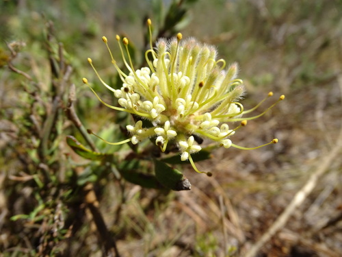Trident pincushion (Leucospermum heterophyllum)