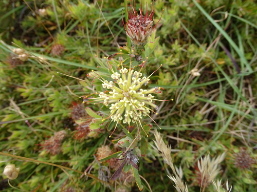 Trident pincushion (Leucospermum heterophyllum)