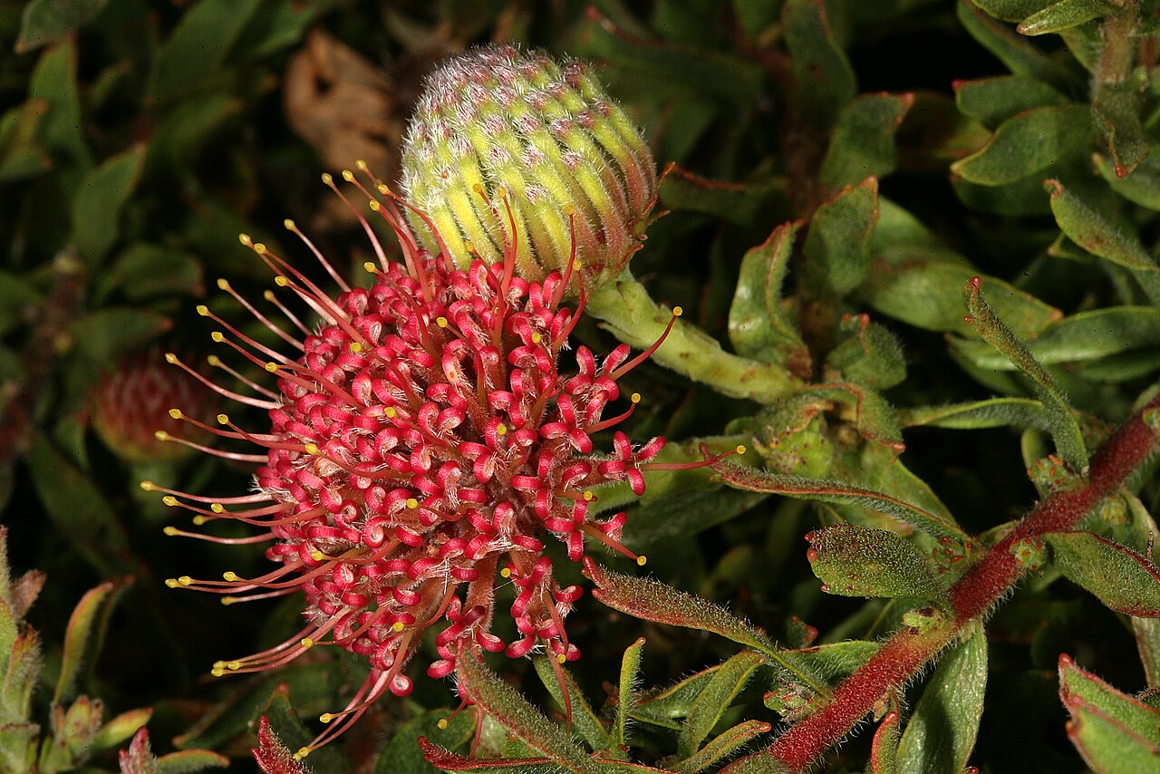 Trident pincushion: Leucospermum heterophyllum , flowerheads (one in bud, the other with old pinkish flowers); Kirstenbosch National Botanical Garden, Cape Town, Western Cape, Sout