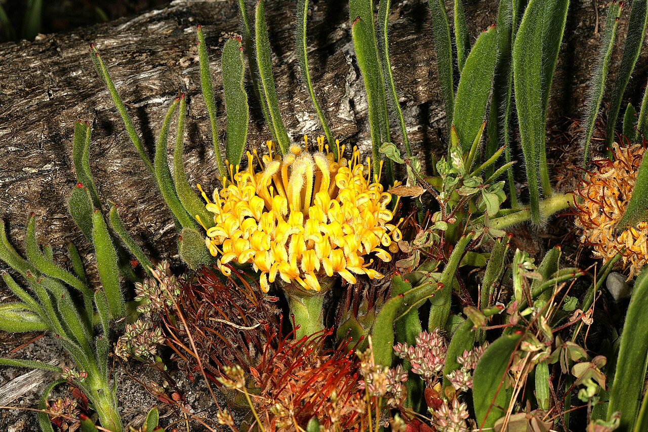 Snake-stem pincushion: Leucospermum hypophyllocarpodendron subsp. hypohyllocarpodendron , flowerhead; Betty's Bay (cultivated), Western Cape, South Africa
