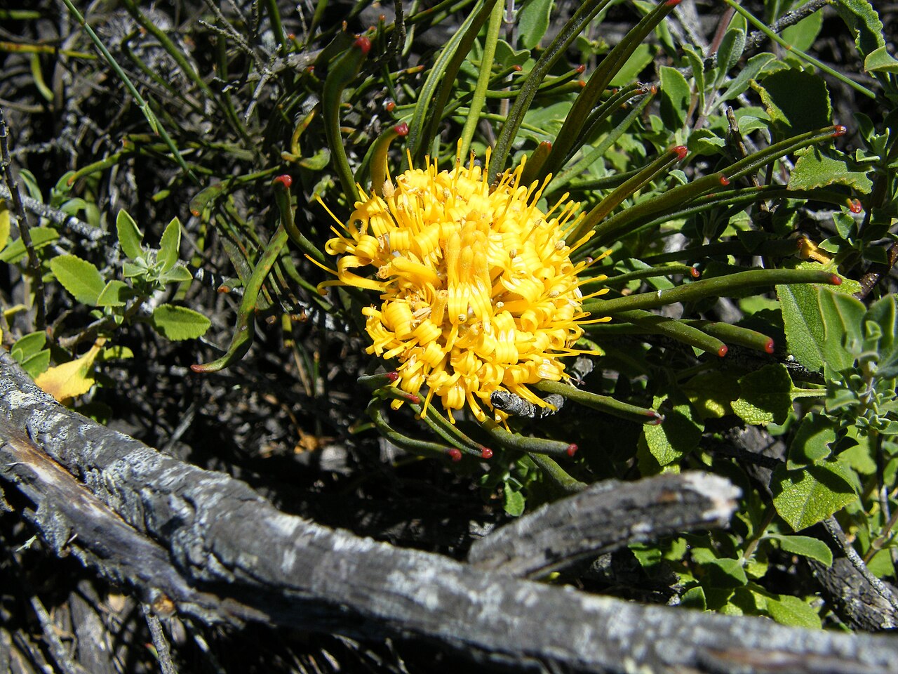 Snake-stem pincushion: Gray snakestem pincushion variety