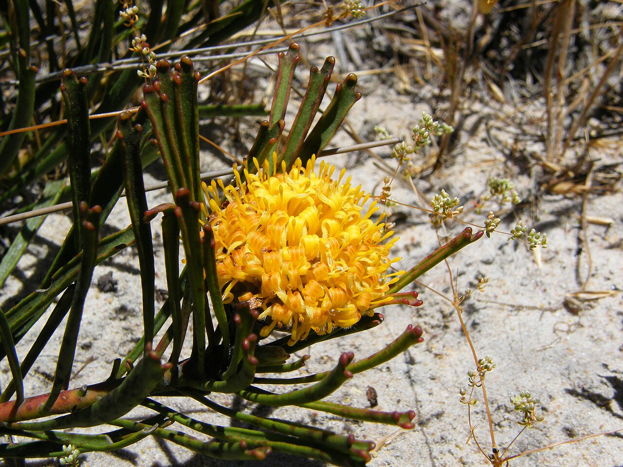 Snake-stem pincushion: Gray snakestem pincushion.