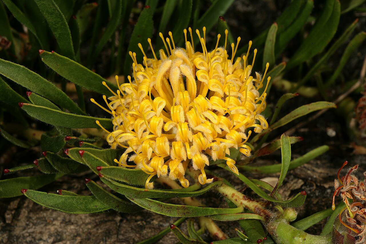 Snake-stem pincushion: Leucospermum hypophyllocarpodendron subsp. hypohyllocarpodendron , flowerhead; Betty's Bay (cultivated), Western Cape, South Africa