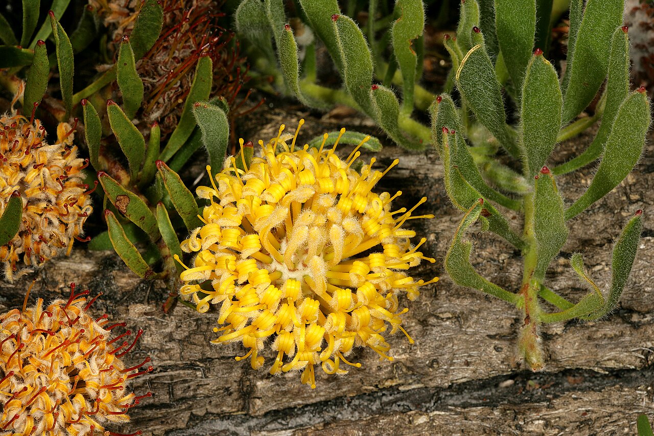 Snake-stem pincushion: Leucospermum hypophyllocarpodendron subsp. hypohyllocarpodendron , flowerhead; Betty's Bay (cultivated), Western Cape, South Africa