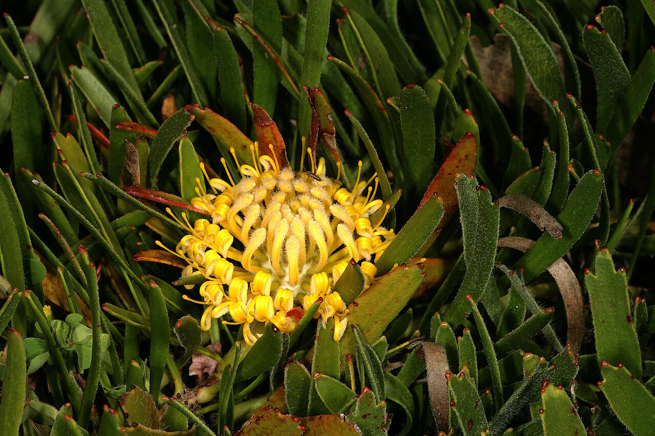 Snake-stem pincushion: Leucospermum hypophyllocarpodendron subsp. hypohyllocarpodendron , flowerhead; Betty's Bay (cultivated), Western Cape, South Africa