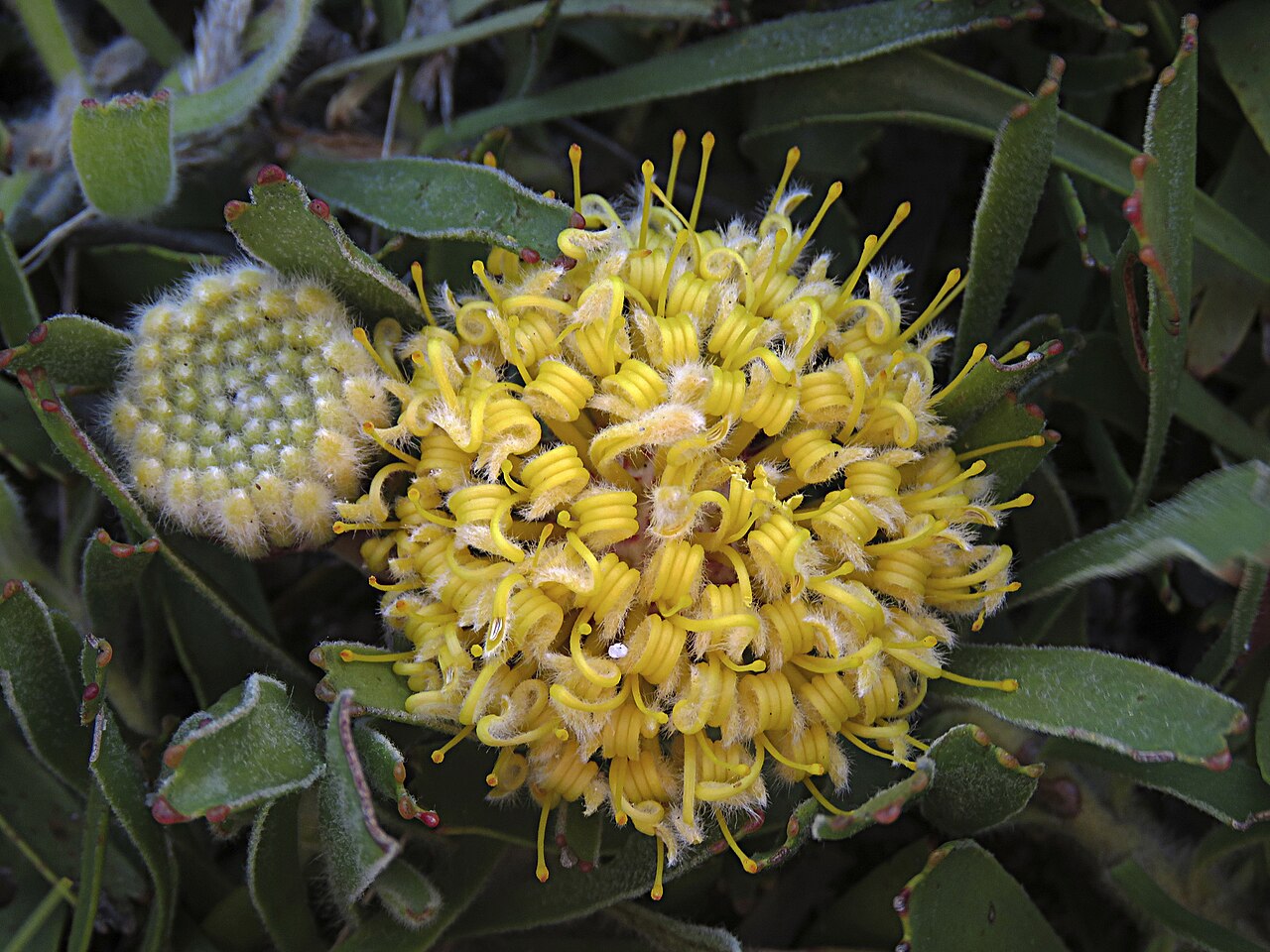 Snake-stem pincushion: green snakestem pincushion Leucospermum hypophyllocarpodendron subsp. hypophyllocarpodendron, photographed by Ronald Flipphi on 13 October 2019, on the Cape Pen