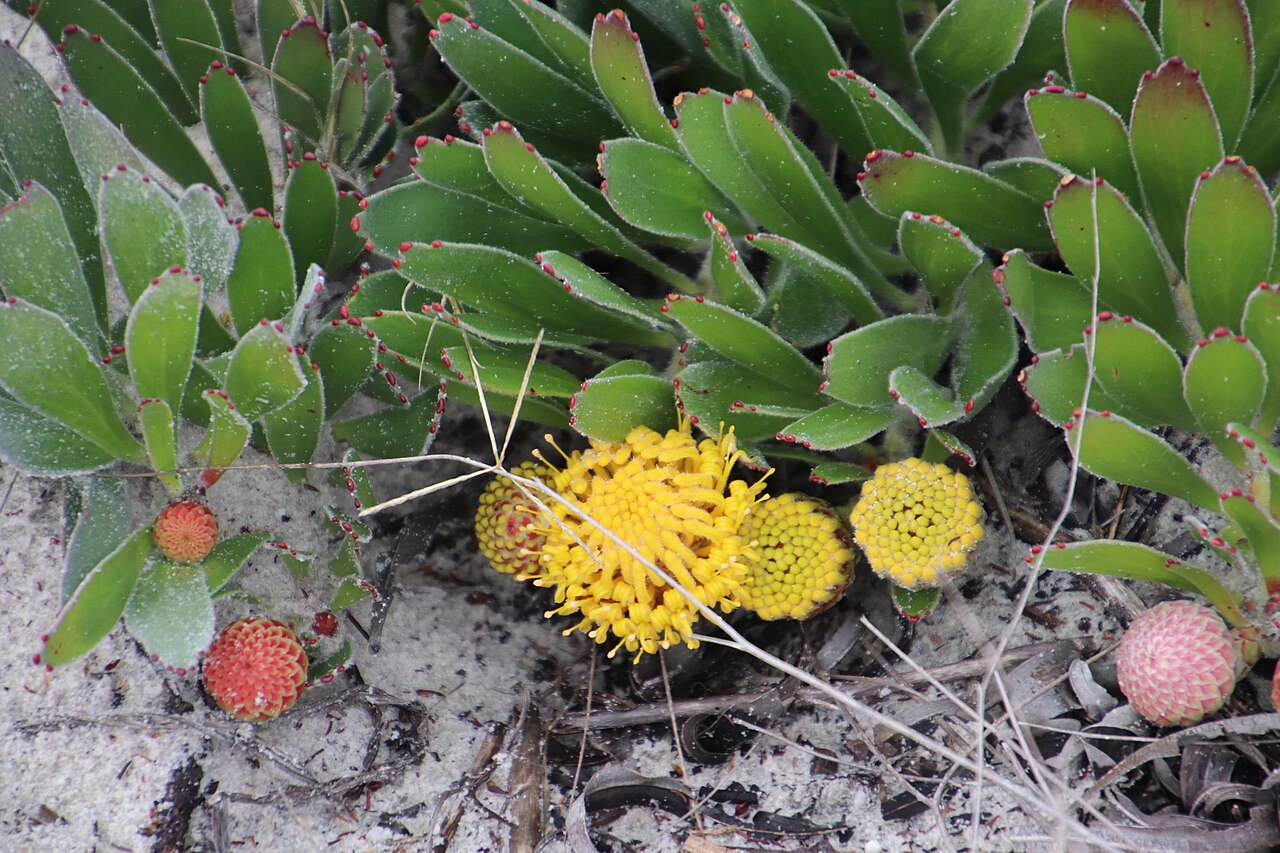 Snake-stem pincushion: Grey Snakestem Pincushion
