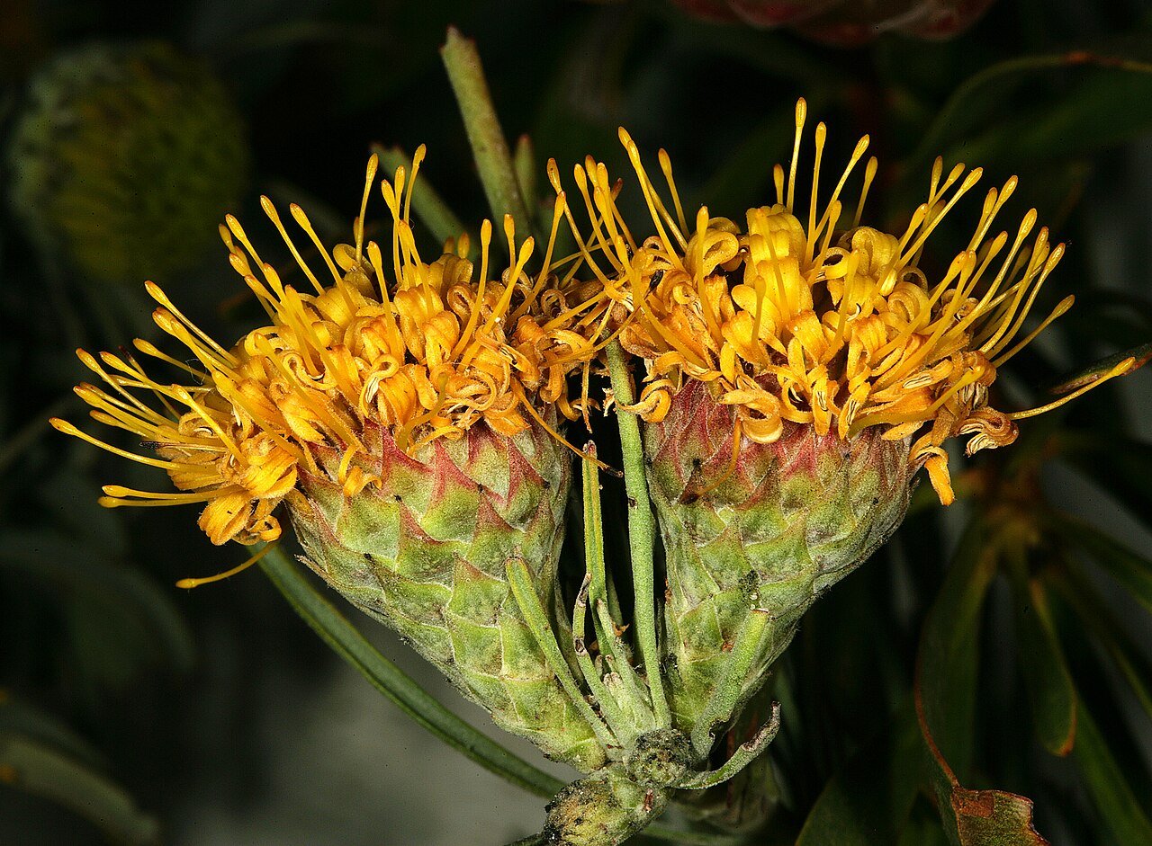 Snake-stem pincushion: Leucospermum hypophyllocarpodendron subsp. canaliculatum , flowerheads; Darling Wild Flower Show, Darling, Western Cape, South Africa