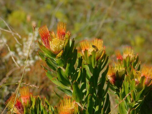 Leucospermum oleifolium (Leucospermum oleifolium)
