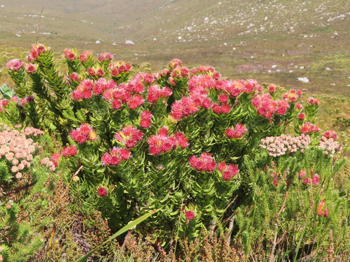 Leucospermum oleifolium (Leucospermum oleifolium)
