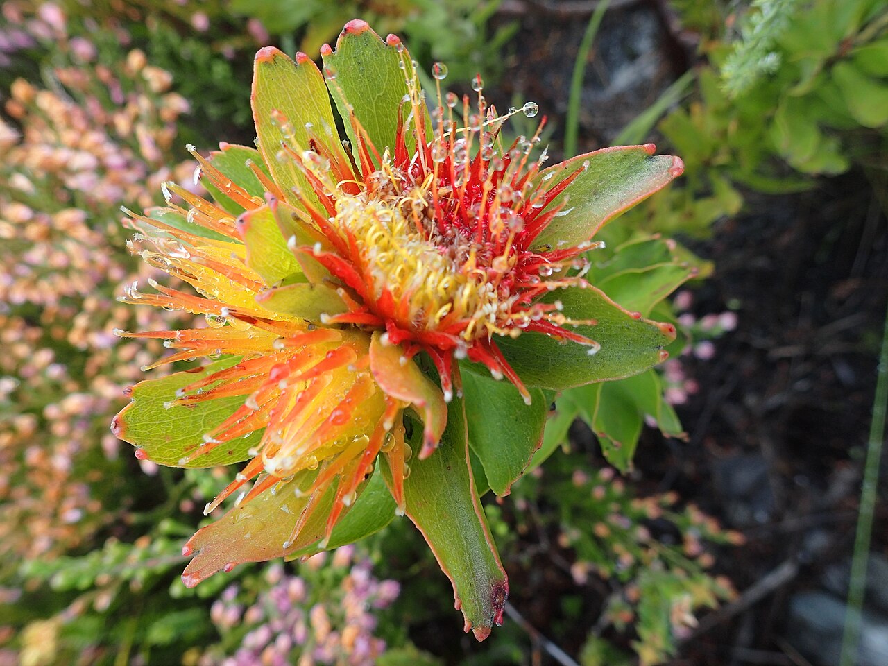 Leucospermum oleifolium: Overberg pincushion Leucospermum oleifolium , photgraphed in the Hottentots Holland Mountains, just north of Harold Porter NBG, SA