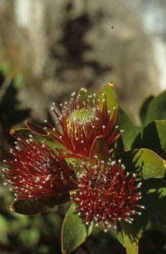 Leucospermum oleifolium (Leucospermum oleifolium)