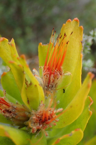 Leucospermum oleifolium (Leucospermum oleifolium)