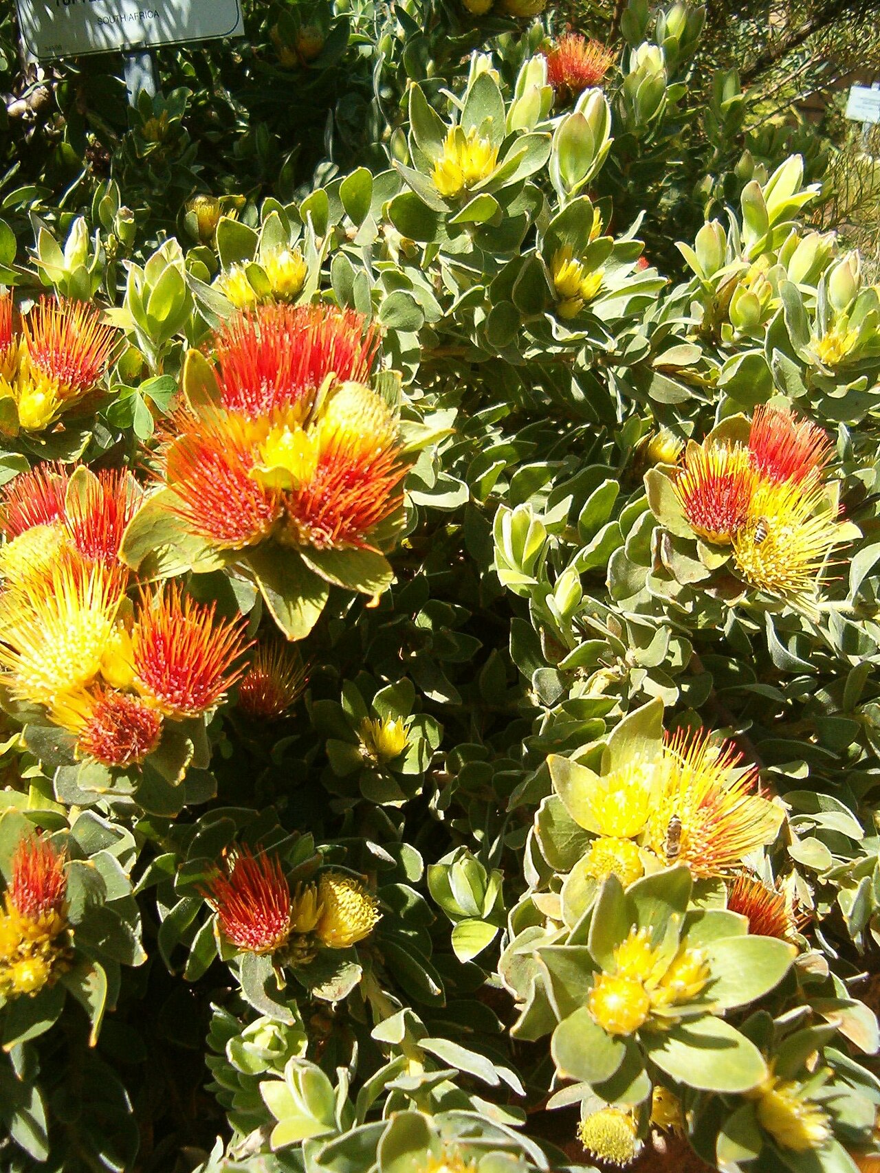 Leucospermum oleifolium: At Kirstenbosch National Botanical Gardens Species Leucospermum oleifolium