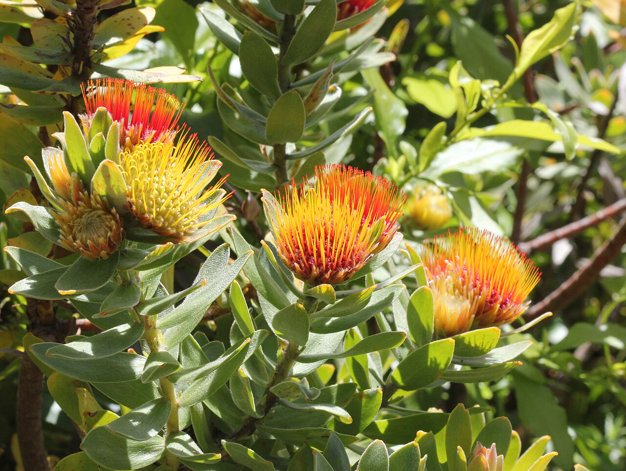 Leucospermum oleifolium: Leucospermum oleifolium shrub in Kirstenbosch National Botanical Garden. Showing flowers in various stages of maturity