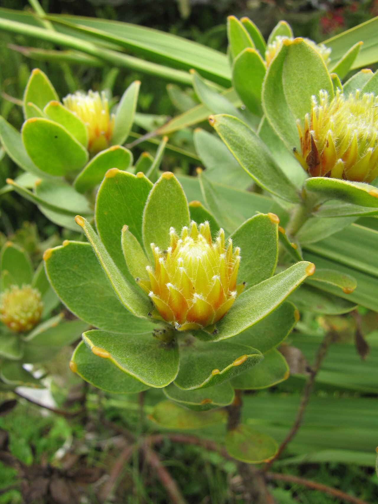 Leucospermum oleifolium: Leucospermum oleifolium (Overberg pincushion) Flower and leaves at Kula Botanical Garden, Maui, Hawaii. March 07, 2011 #110307-2524 - Image Use Policy