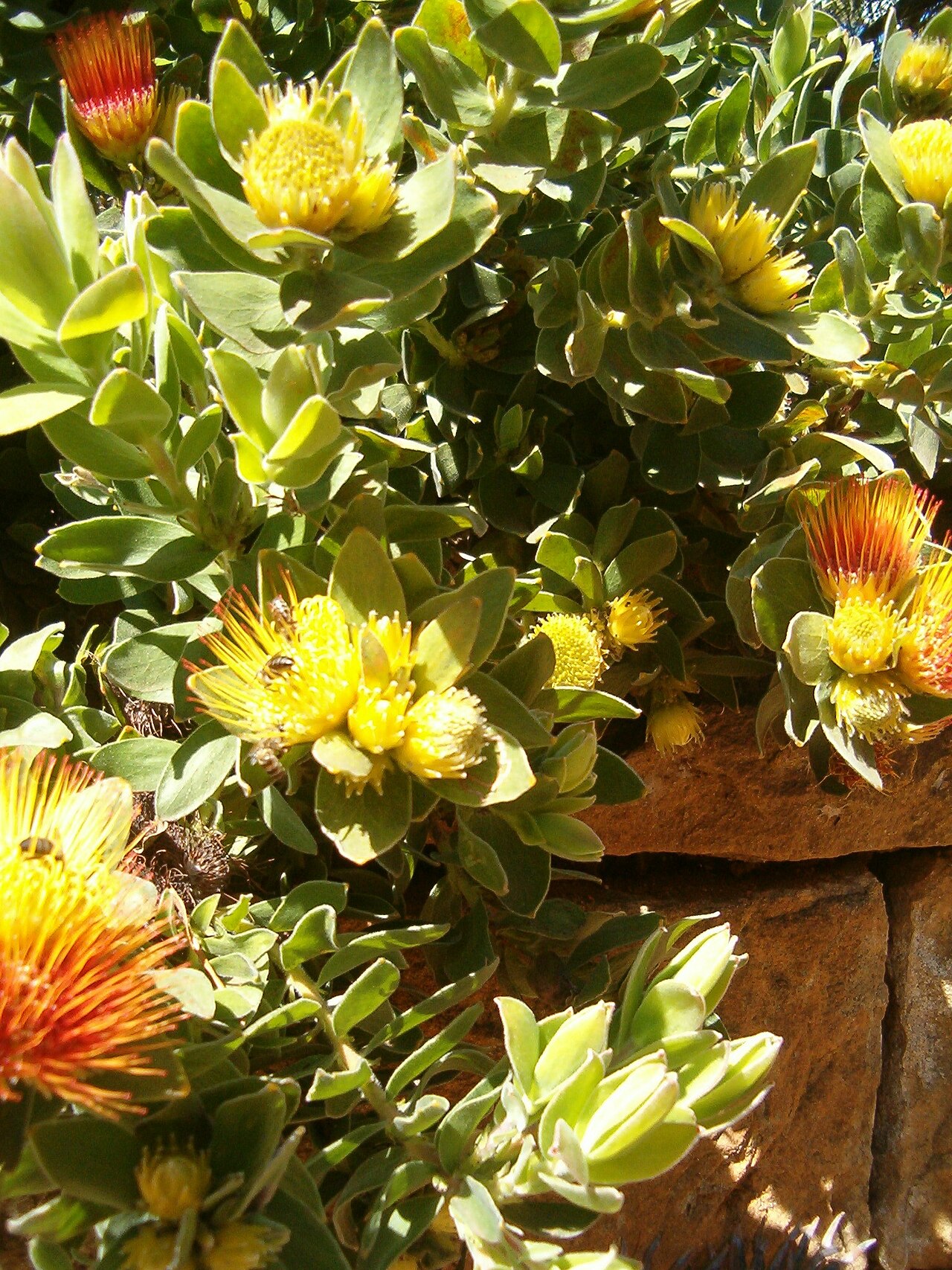 Leucospermum oleifolium: At Kirstenbosch National Botanical Gardens Species Leucospermum oleifolium