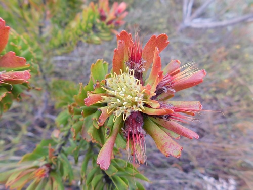 Leucospermum oleifolium (Leucospermum oleifolium)