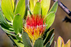 Leucospermum oleifolium (Leucospermum oleifolium)