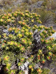 Leucospermum oleifolium (Leucospermum oleifolium)