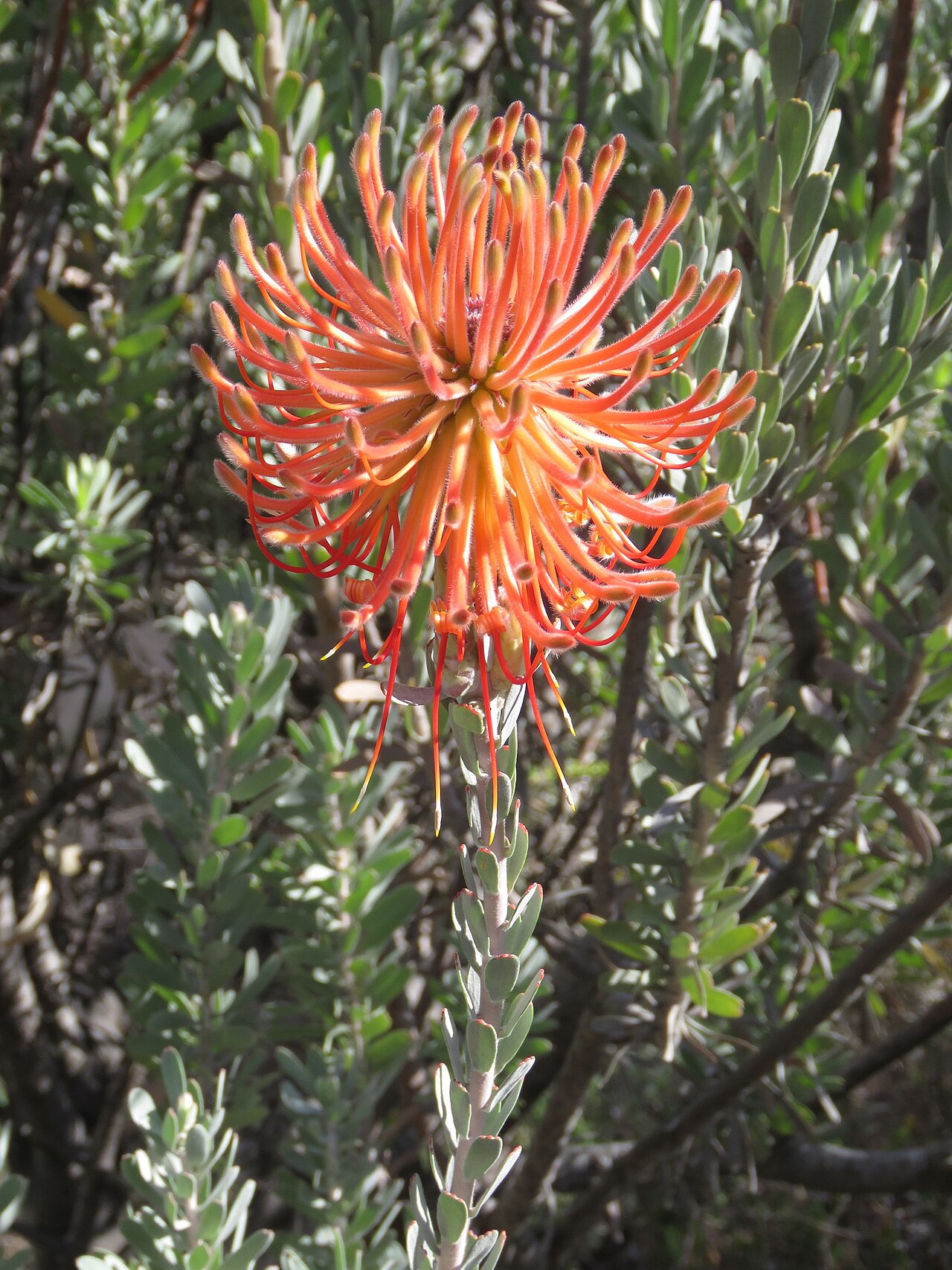 Rocket pincushion: Rocket pincushion or Leucospermum reflexum, photographed by Ronald Flipphi, on 4 October 2019, at one of the Cape Nature cottages high up the Sederberg Pass, Ce