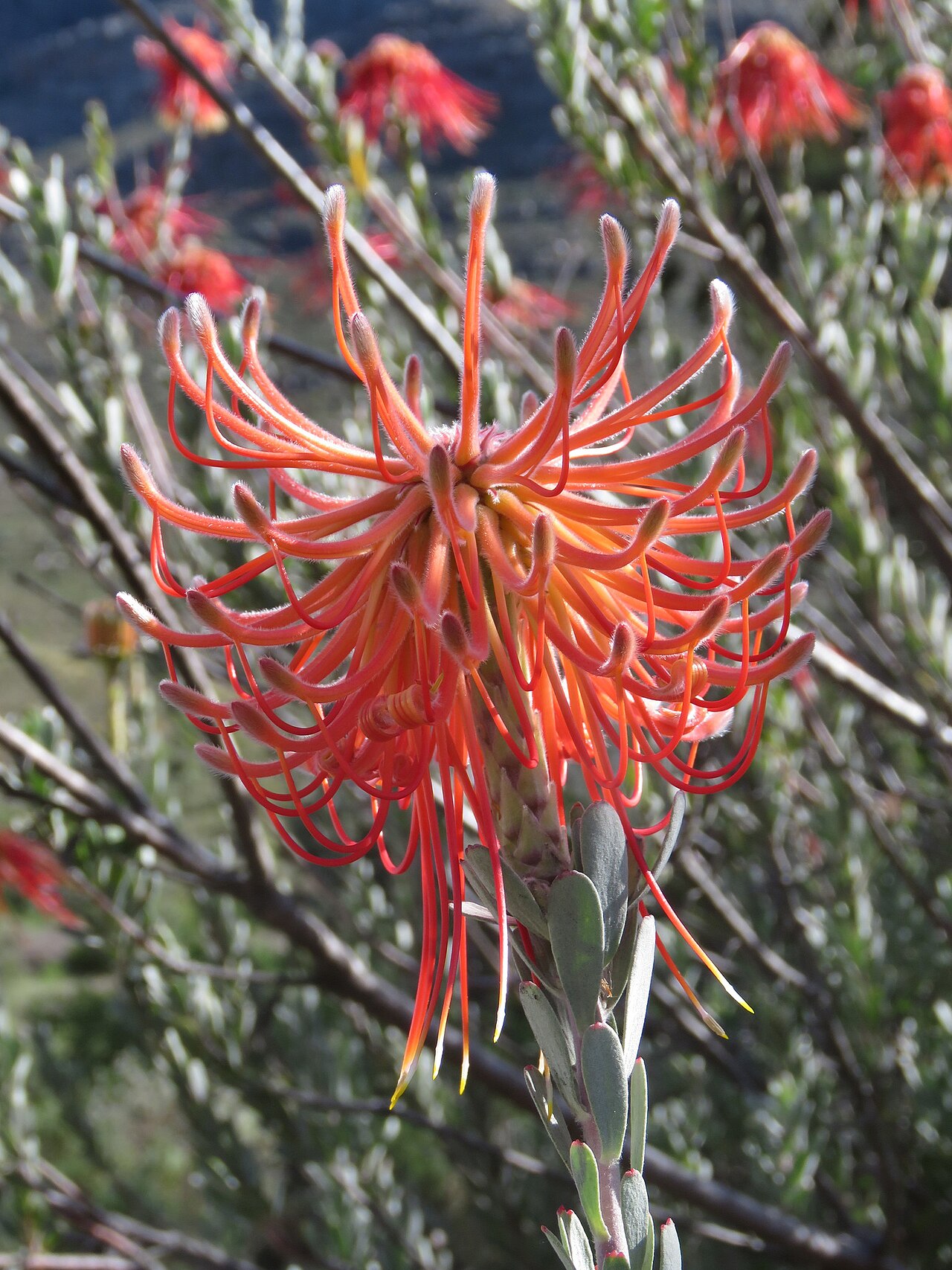 Rocket pincushion: Rocket pincushion or Leucospermum reflexum, photographed by Ronald Flipphi, on 4 October 2019, at one of the Cape Nature cottages high up the Sederberg Pass, Ce