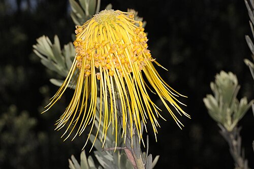 Rocket pincushion: Leucospermum reflexum var luteum