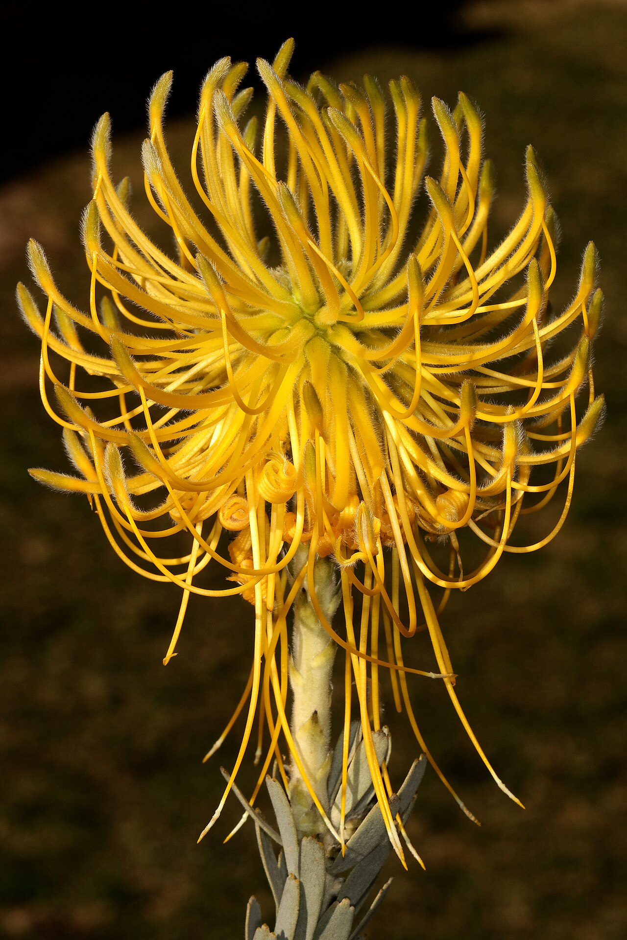 Rocket pincushion: Leucospermum reflexum var. luteum , flowerhead, with most flowers in bud; Betty's Bay (cultivated), Western Cape, South Africa