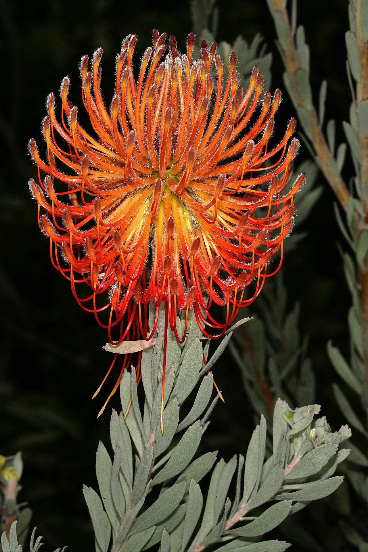 Rocket pincushion: Leucospermum reflexum var. reflexum , flowerhead; Kirstenbosch National Botanical Garden, Cape Town, Western Cape, South Africa