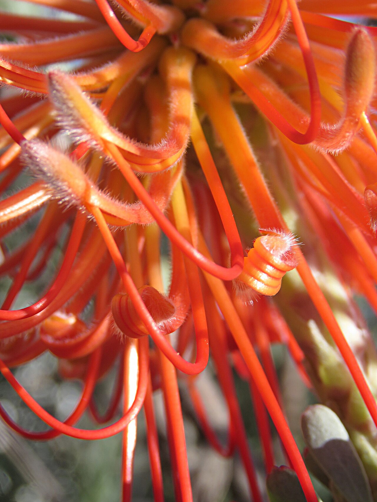 Rocket pincushion: Rocket pincushion or Leucospermum reflexum, photographed by Ronald Flipphi, on 4 October 2019, at one of the Cape Nature cottages high up the Sederberg Pass, Ce