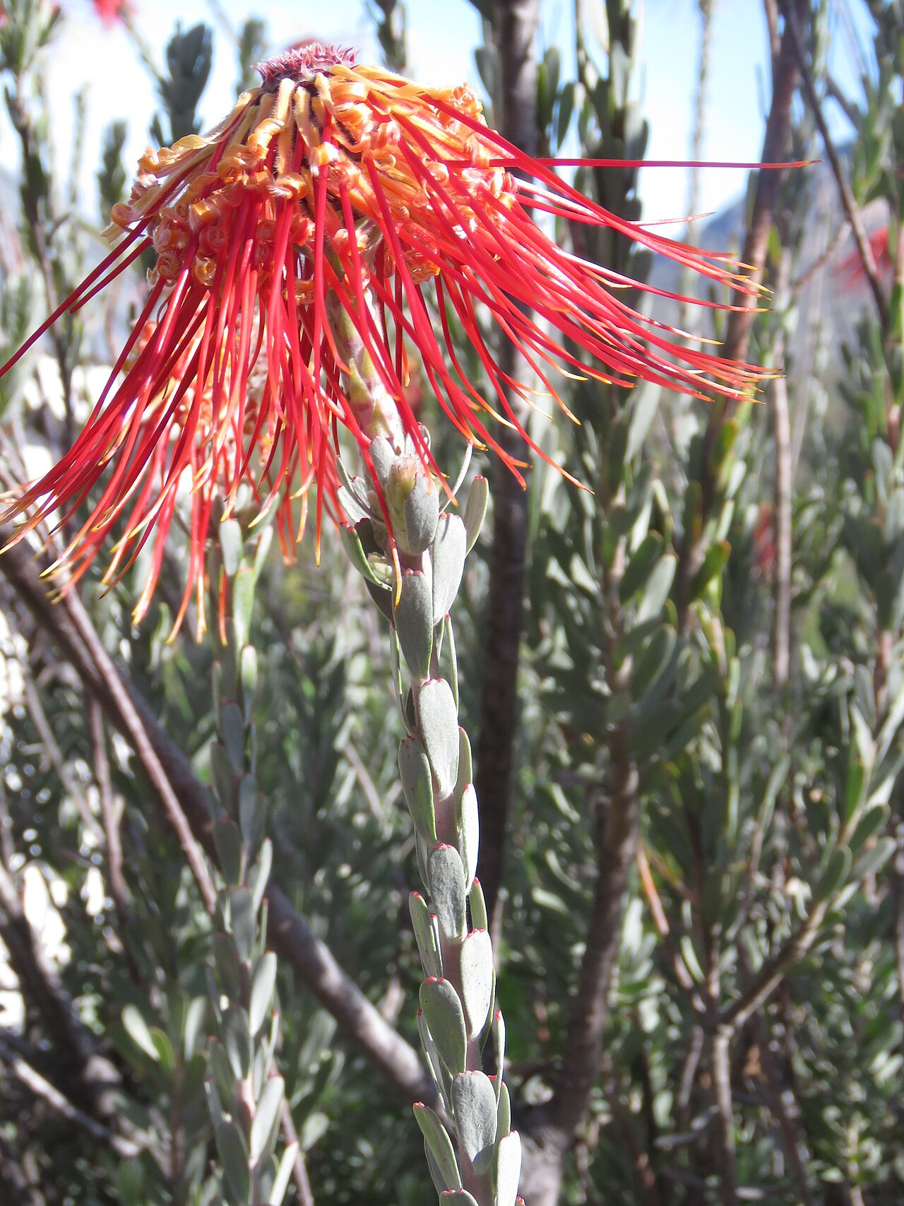 Rocket pincushion: Rocket pincushion or Leucospermum reflexum, photographed by Ronald Flipphi, on 4 October 2019, at one of the Cape Nature cottages high up the Sederberg Pass, Ce