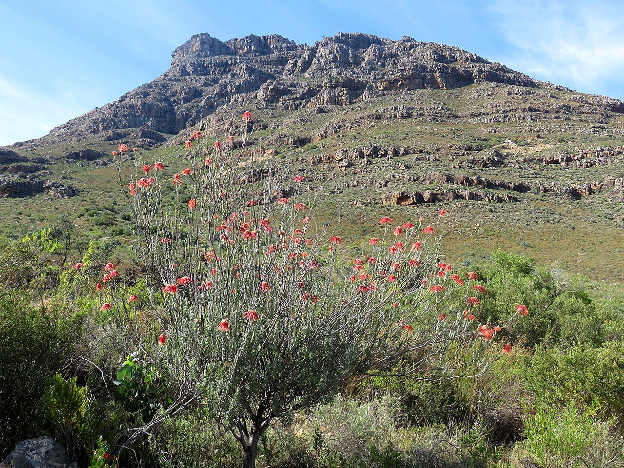 Rocket pincushion: Rocket pincushion or Leucospermum reflexum, photographed by Ronald Flipphi, on 4 October 2019, at one of the Cape Nature cottages high up the Sederberg Pass, Ce