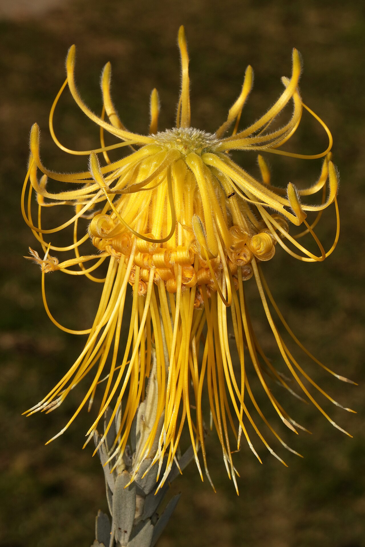 Rocket pincushion: Leucospermum reflexum var. luteum , flowerhead, with most flowers open; Betty's Bay (cultivated), Western Cape, South Africa