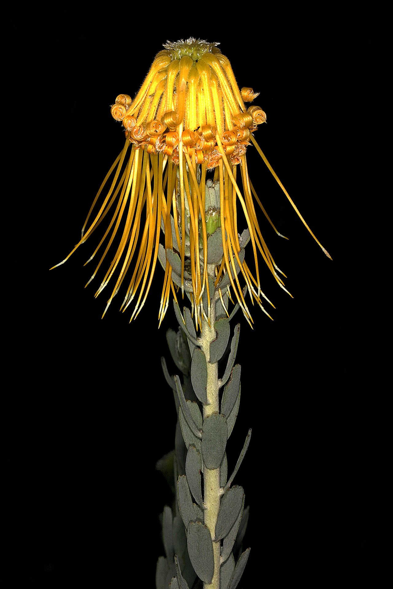 Rocket pincushion: Leucospermum reflexum var. luteum ; flowerhead; Kirstenbosch National Botanical Garden, Cape Town, Western Cape, South Africa