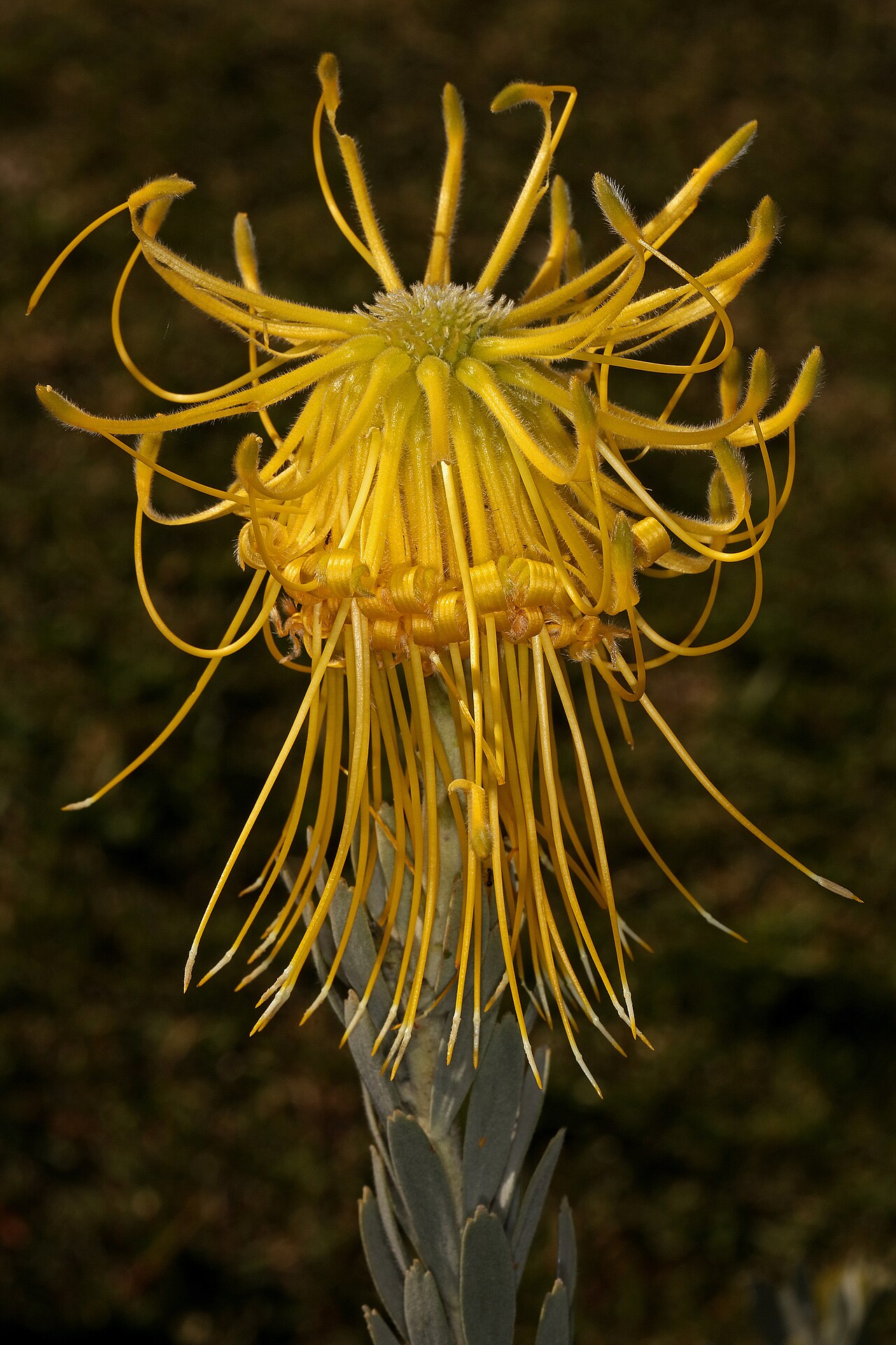 Rocket pincushion: Leucospermum reflexum var. luteum , flowerhead, with most flowers open; Betty's Bay (cultivated), Western Cape, South Africa