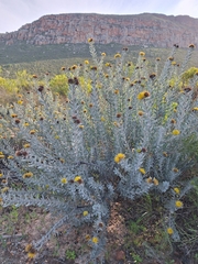 Common sandveld pincushion (Leucospermum rodolentum)
